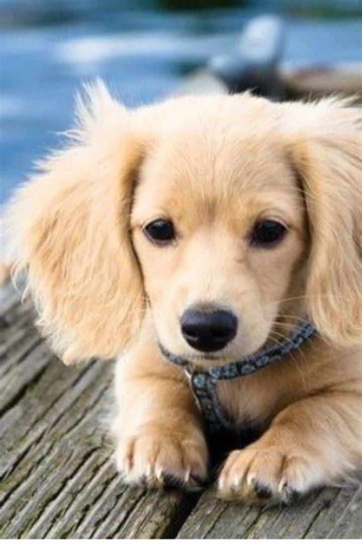 A golden wiener dog! Puppy Pinterest Wiener Dogs and Dogs
