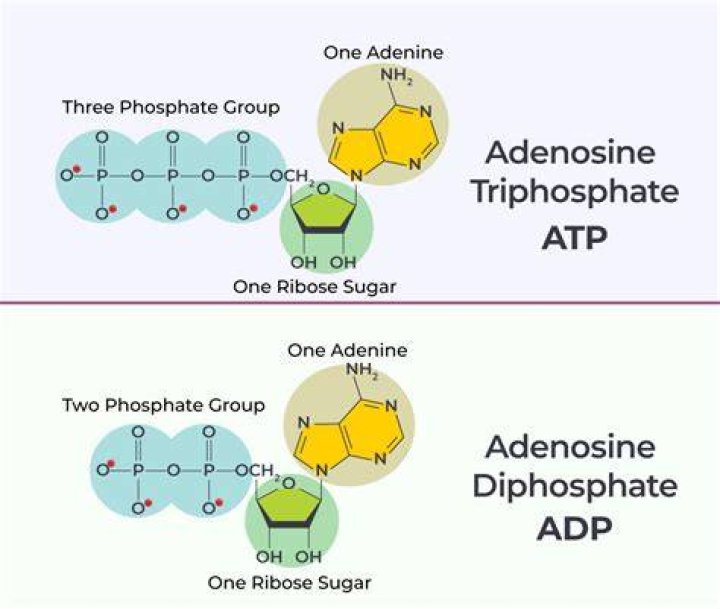 Adenosine triphosphate Definition and Examples Biology Online