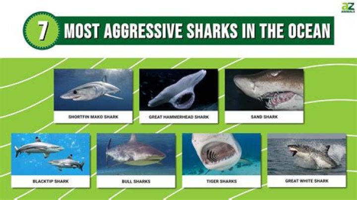 Are Female Sharks The More Aggressive Sex?