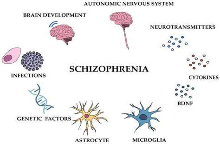 Biological Causes of Schizophrenia. STUDYMAT