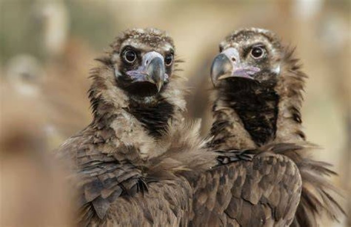 Cinereous Vultures - Belonging to the bird of prey family, the cinerous vulture holds the distinction of being the largest Old World vulture. 