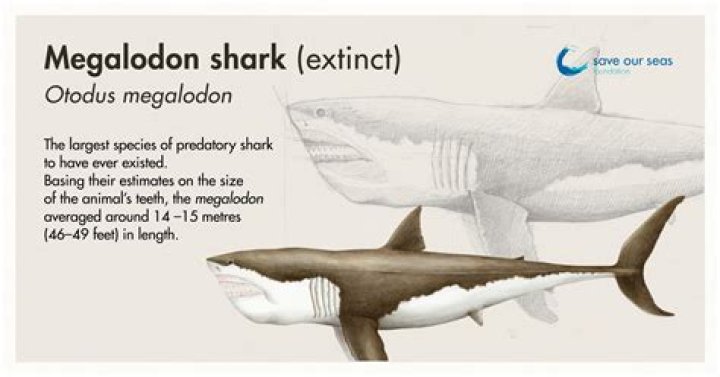 Five Facts Megalodon Research News