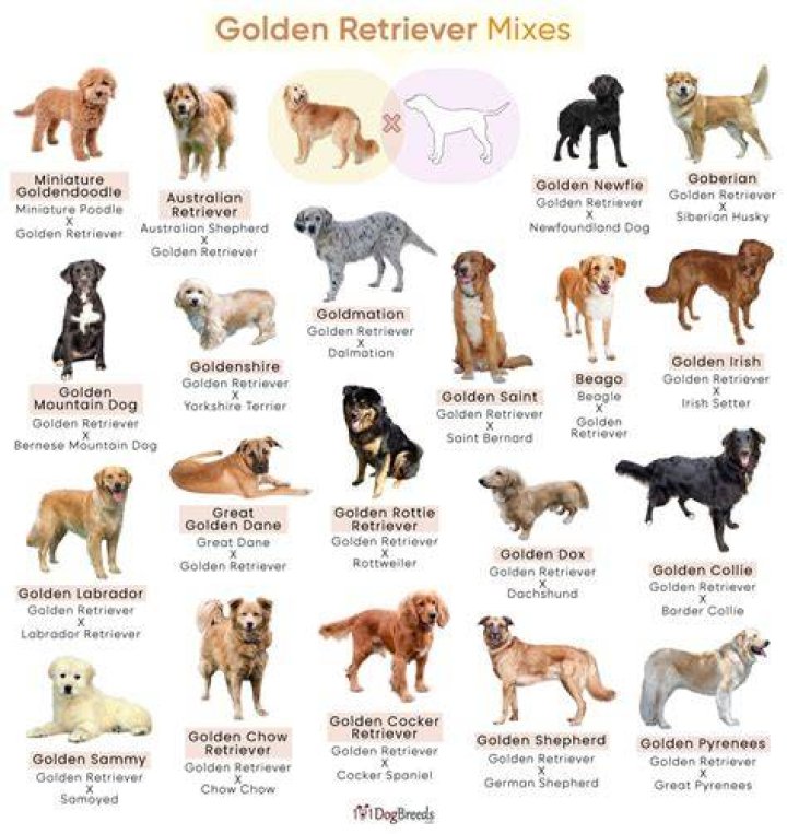 Golden Retriever Mixes 20 Great Crossbreeds You&rsquo;ll Love Golden