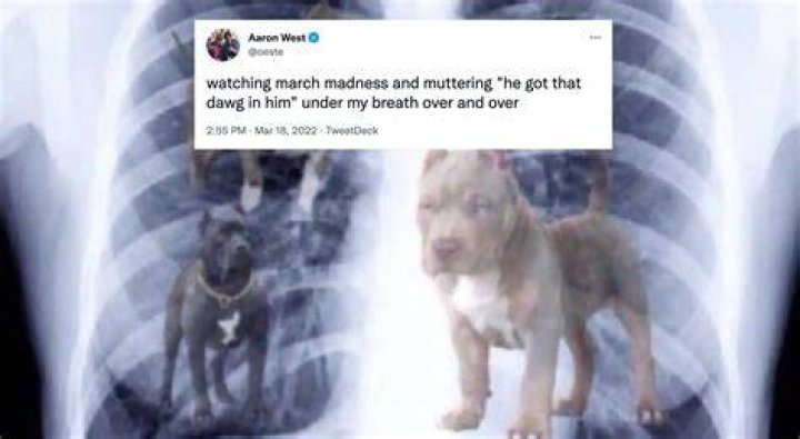 Got that dawg in him Memes Pi&ntilde;ata Farms The best meme generator and