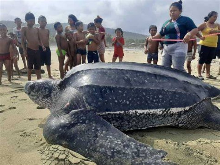 leatherback turtles being the biggest they lay around 80 eggs, cover the nest until they hatch