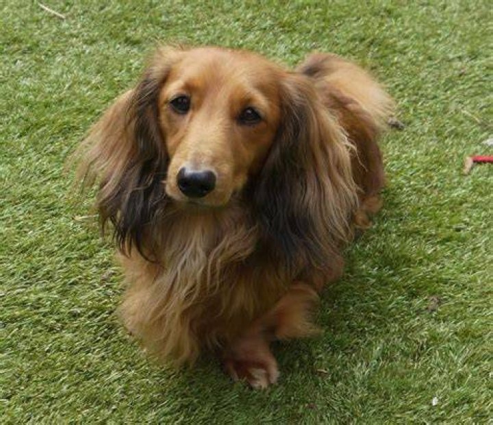 Lovely KC REG CLEAR Mini Long Haired Dachshund Hornchurch, Essex