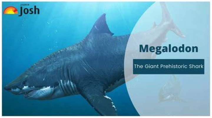 Megalodon discovery Scientists reveal giant shark&rsquo;s astonishing true