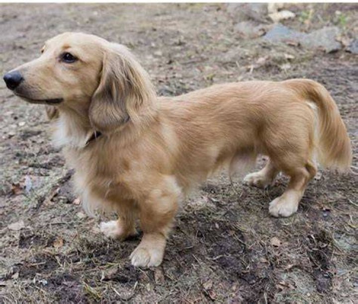 My Golden Weiner Dachshund