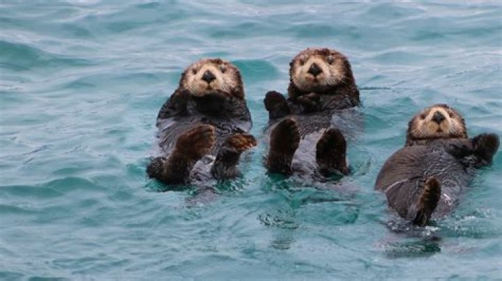 Otters 'Juggle,' but the Behavior's Function Remains Mysterious Smart