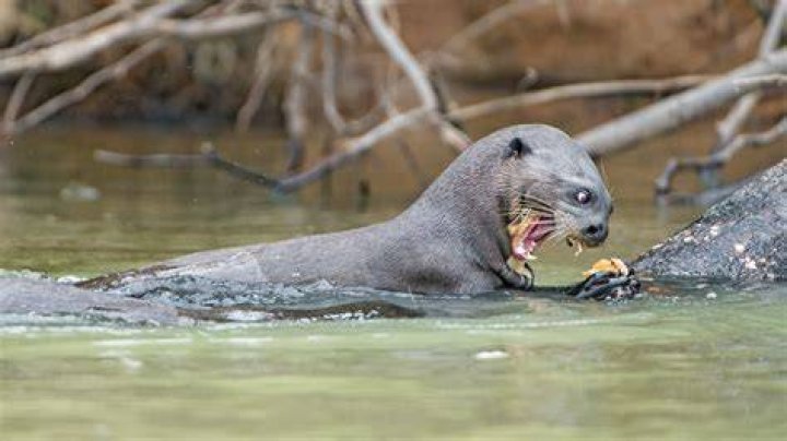 The giant river otter has returned to Argentina Lonely