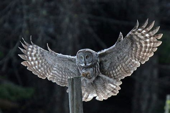 The Great Grey Owl 