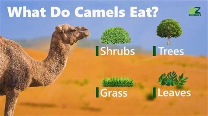 What Do Camels Eat? Their Diet Explained AZ Animals