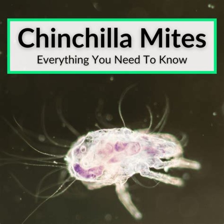 What&rsquo;s Eating You? Cheyletiella Mites MDedge Dermatology