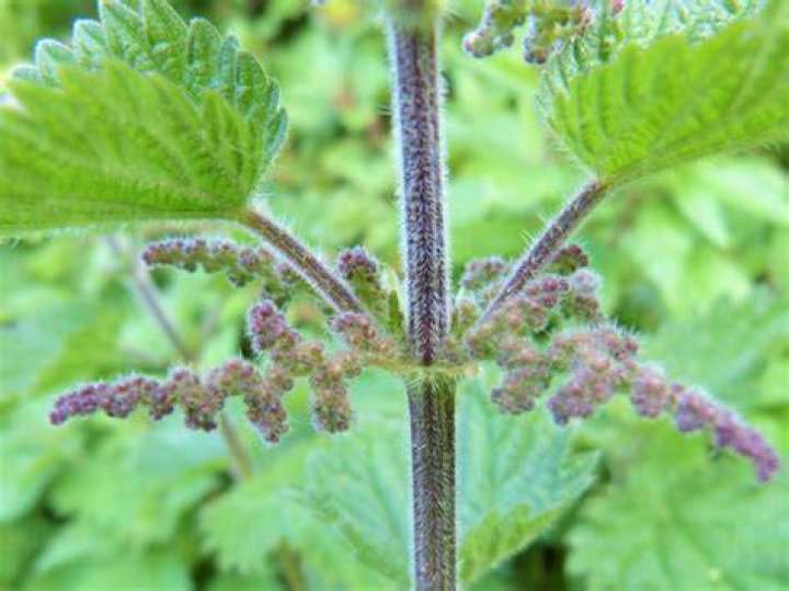 When NOT to Eat Stinging Nettles Wild Walks Southwest